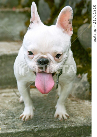 白いブルドックの写真素材