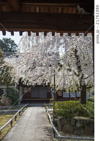 上品蓮台寺、山門から満開の境内を眺める 21761980