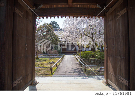 上品蓮台寺、山門から満開の境内を眺める 21761981