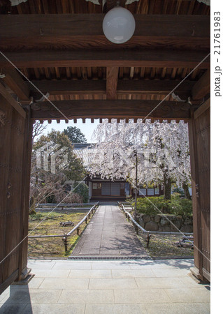 上品蓮台寺、山門から満開の境内を眺める 上品蓮台寺、山門から満開の境内を眺める 21761983