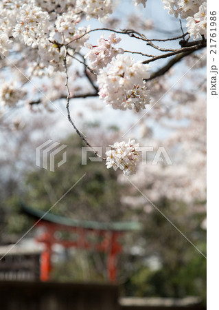 上品蓮台寺、歓喜天社の鳥居と満開の桜 上品蓮台寺、歓喜天社の鳥居と満開の桜 21761986