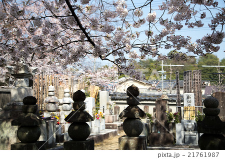 上品蓮台寺、墓所に満開の桜 上品蓮台寺、墓所に満開の桜 21761987