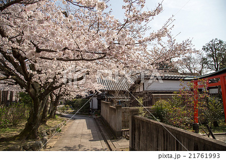 上品蓮台寺、裏参道の桜並木 21761993