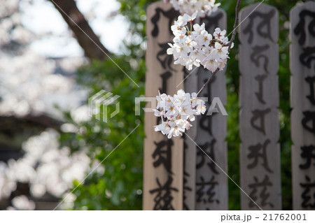 上品蓮台寺、墓所の卒塔婆と満開の桜 21762001