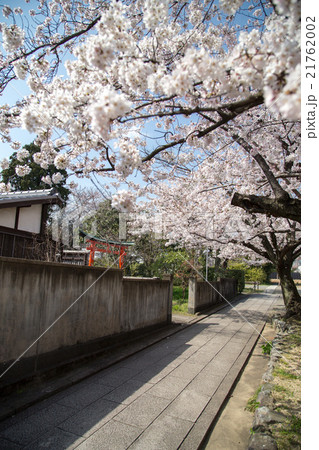 上品蓮台寺、裏参道の桜並木 21762002