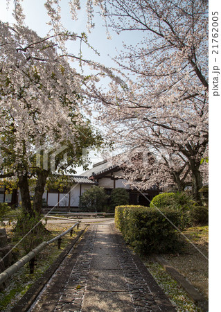 上品蓮台寺、参道に桜吹雪 上品蓮台寺、参道に桜吹雪 21762005