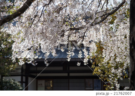 上品蓮台寺、本堂と桜 上品蓮台寺、本堂と桜 21762007