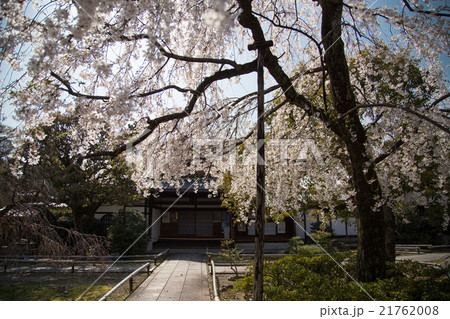 上品蓮台寺、本堂と桜 上品蓮台寺、本堂と桜 21762008