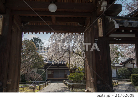 上品蓮台寺、山門から眺める満開の桜 21762009