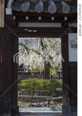 上品蓮台寺、山門から眺める満開の桜 21762010