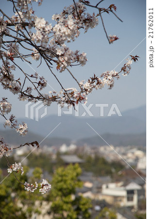 満開の桜、船岡山からの眺め 満開の桜、船岡山からの眺め 21762011