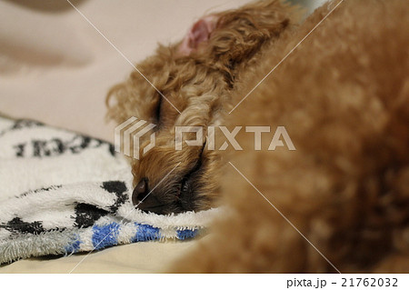 愛犬の寝姿 愛犬の寝姿 21762032