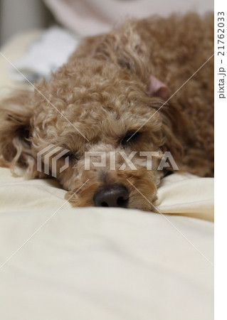 愛犬の寝姿 愛犬の寝姿 21762033