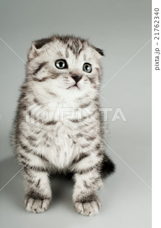 kitten 21762340
