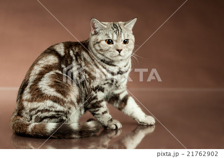 cat cat 21762902