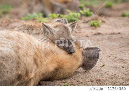 Spotted hyena mother with cub 21764380