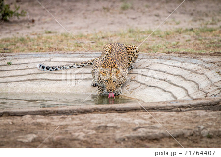 Drinking Leopard in the Kruger National Park Drinking Leopard in the Kruger National Park 21764407