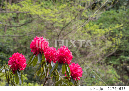 赤いシャクナゲの谷 21764633
