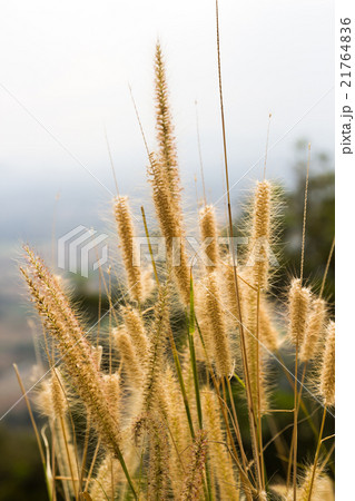 Gramineae grass on mountain 21764836