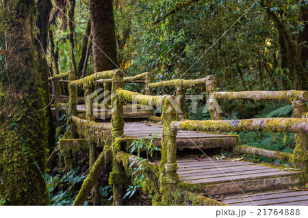 Ang Ka Nature Trail at Doi Inthanon National Park 21764888