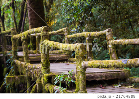 Ang Ka Nature Trail at Doi Inthanon National Park 21764889