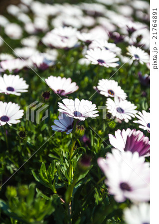 White and purple african daisy flower 21764891