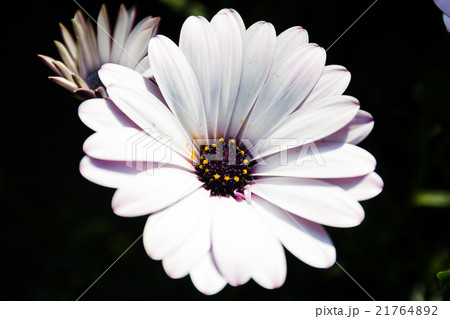 White and purple african daisy flower 21764892