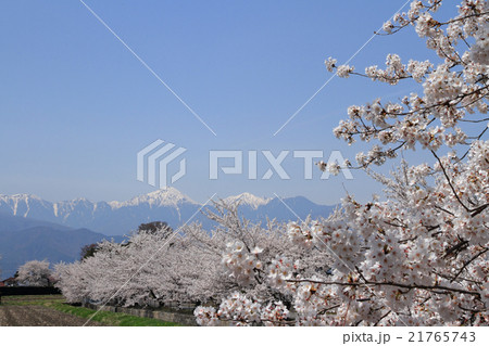 安曇野の春　残雪の北アルプスと満開の桜並木 21765743