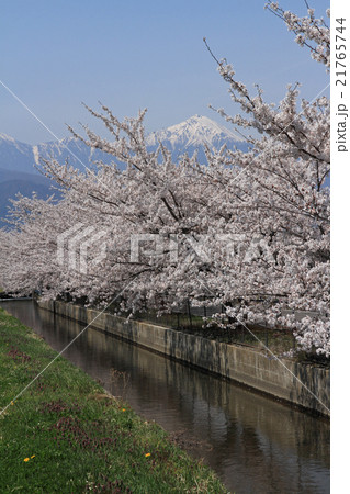安曇野の春　残雪の北アルプスと満開の桜並木 21765744