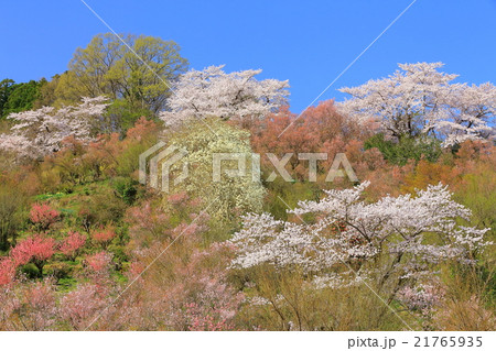福島 春の花見山 福島 春の花見山 21765935