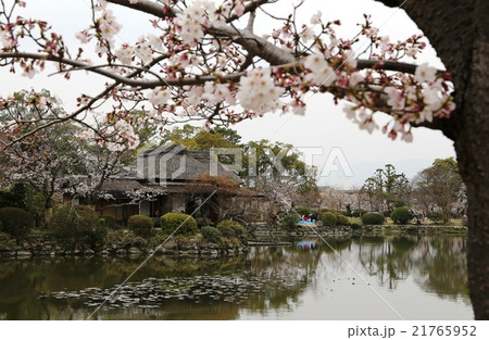 桜 桜 21765952