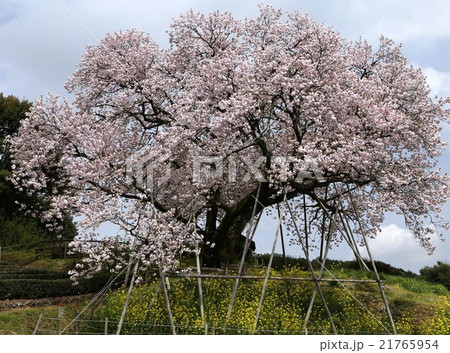 桜 桜 21765954