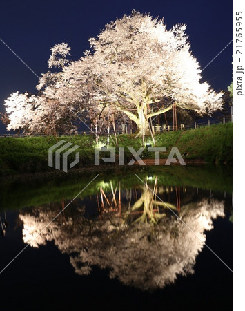 桜 21765955