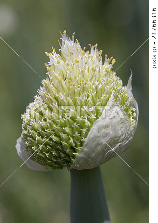 ねぎぼうず 21766316