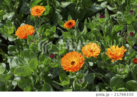 花畑のキンセンカ 21766350