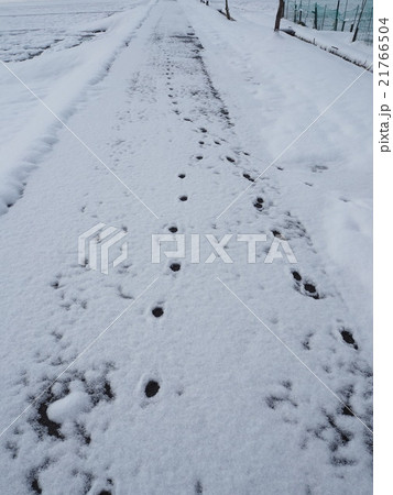 雪と足跡 21766504