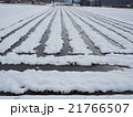 雪と田んぼ 21766507