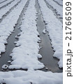 雪と田んぼ 21766509