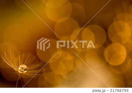 綿毛雫 綿毛雫 21766793