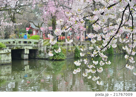 三島大社の桜 三島大社の桜 21767009