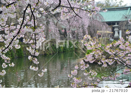 三島大社の桜 三島大社の桜 21767010