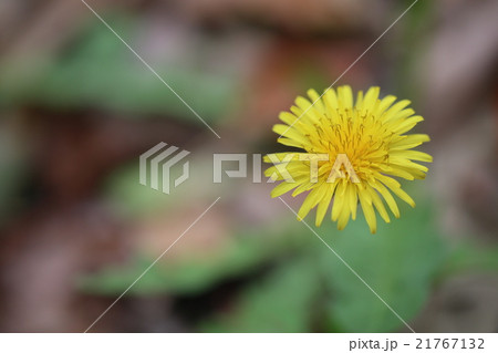 タンポポ 21767132