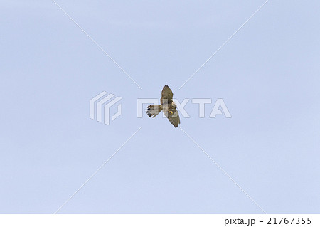 チョウゲンボウ 21767355