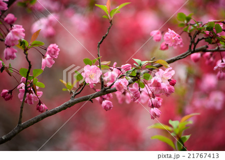 ハナカイドウ2 山田池公園2016 ハナカイドウ2 山田池公園2016 21767413
