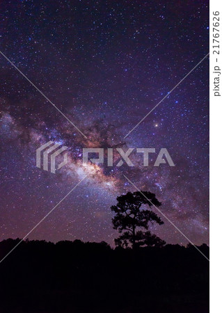 Silhouette of Tree and Milky Way  21767626