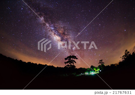 Silhouette of Tree and Milky Way 21767631