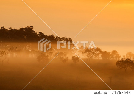 misty morning sunrise at Thung Salang Luang misty morning sunrise at Thung Salang Luang 21767648