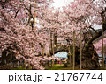 神代桜 21767744