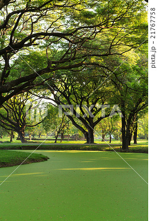 Samanea saman, Big rain tree 21767758