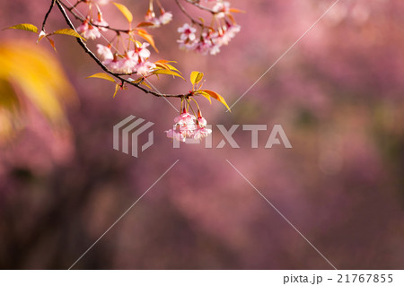 Close up branch with pink sakura blossoms Close up branch with pink sakura blossoms 21767855